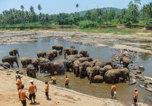 Pinnawala Elephant Orphanage 
