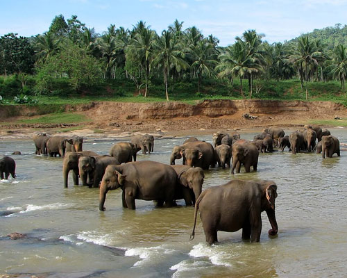 Lanka City Tours - Pinnawala Elephants with Kandy City Tour